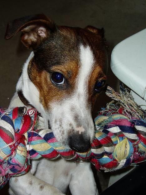 Jack russell terrier Tarzan - Var der nogle der sagde hunde øjne ? ?  Blink blink billede 9