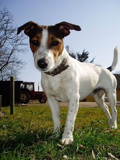 Jack russell terrier Tarzan - Væltede på græsplanen da jeg var ude at tage billeder af mine hvalpe og for at skåne mit kamera landede jeg på håndledet - så kig knappen at og dette billed er hvad der kom ud af det!! Meget godt ik? ? billede 10