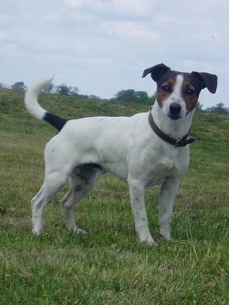 Jack russell terrier Tarzan - Klar til leg. billede 11