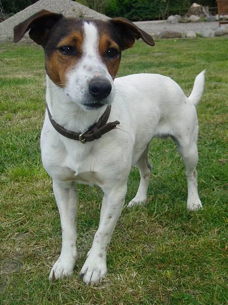 Jack russell terrier Tarzan - 1/5 billede 12
