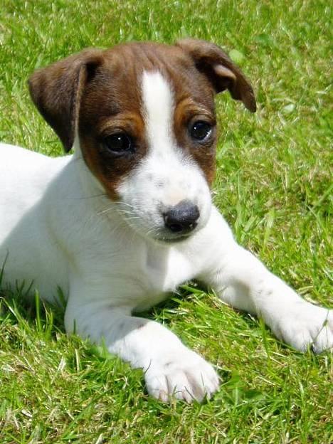 Jack russell terrier Tarzan - Da han var bebs billede 13