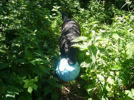 Labrador retriever Fiffy - jeg fandt den :D <3 billede 13