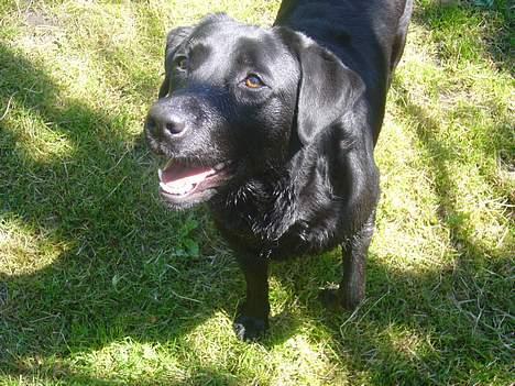 Labrador retriever Fiffy billede 14