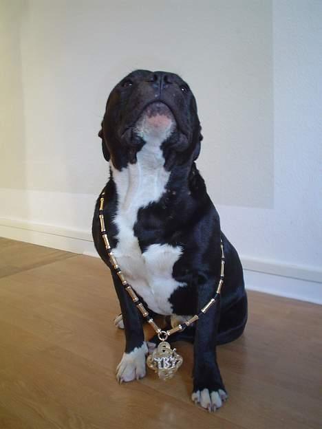 Staffordshire bull terrier Oskar - Kongen billede 15