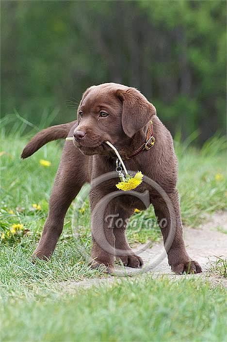 Labrador retriever Brown Hunts Bertha R.I.P. - Tosafoto billede 2