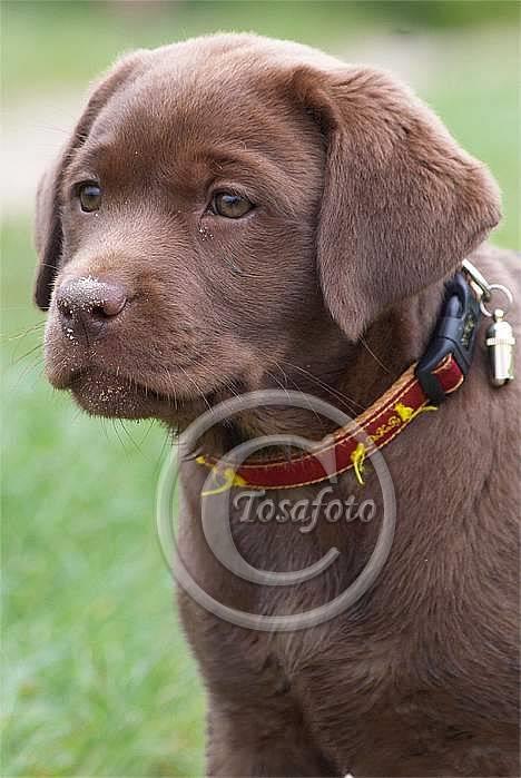 Labrador retriever Brown Hunts Bertha R.I.P. - Tosafoto billede 3