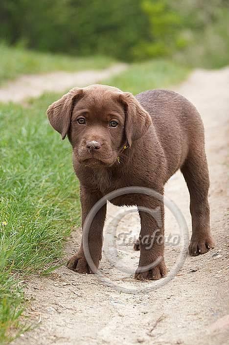 Labrador retriever Brown Hunts Bertha R.I.P. - Tosafoto billede 4