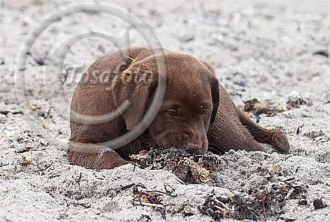 Labrador retriever Brown Hunts Bertha R.I.P. - Tosafoto billede 5