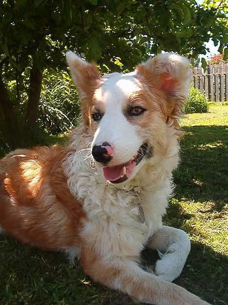 Blanding af racer Svejgaards Sif billede 20