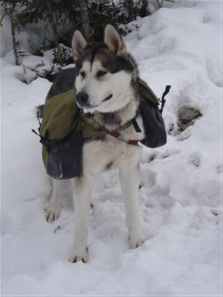 Alaskan malamute Aisha - på kløv tur i norge påsken 2008 billede 1