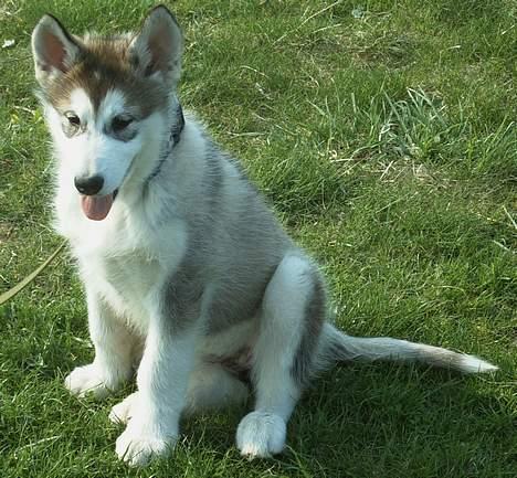 Alaskan malamute Aisha billede 2