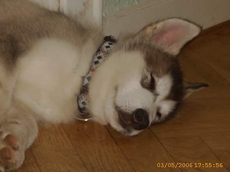 Alaskan malamute Aisha billede 3