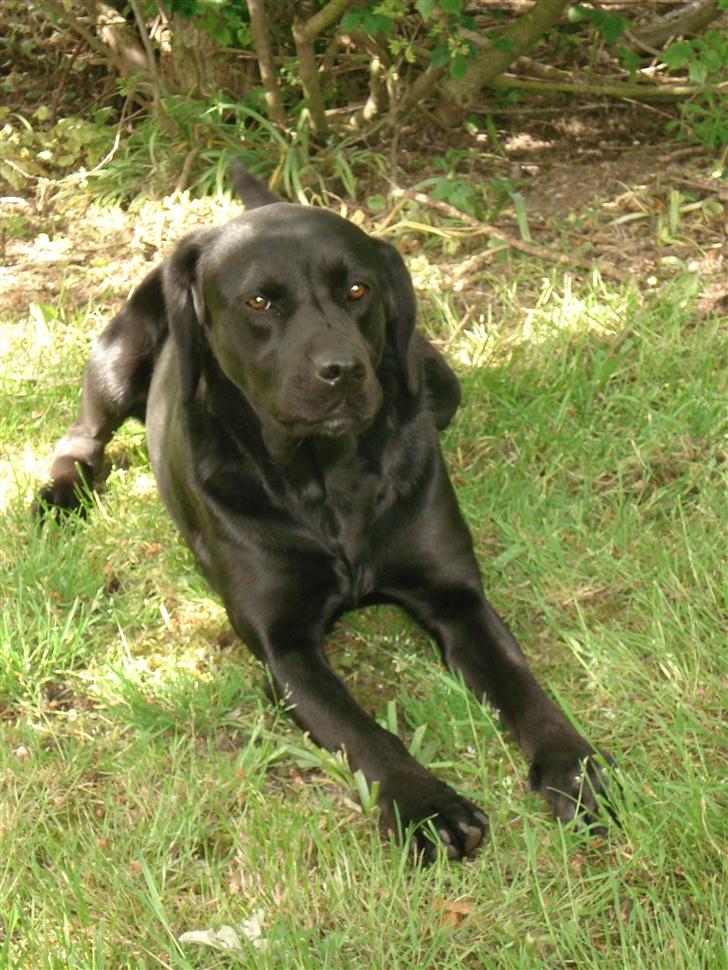 Labrador retriever Teglgaardens Maj - Det her er vejen til hvor jeg bor billede 2