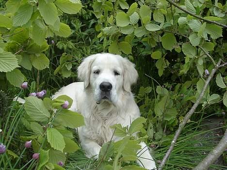 Golden retriever McCartney - McCartney ligger på en kant af vores terrase. Dejligt billede. billede 1