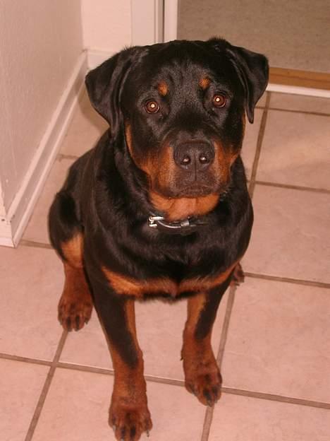 Rottweiler Nico - Nu er jeg blevet teenanger, her er jeg 7 måndeder billede 15