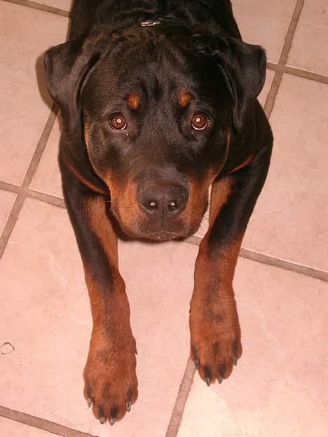 Rottweiler Nico billede 16