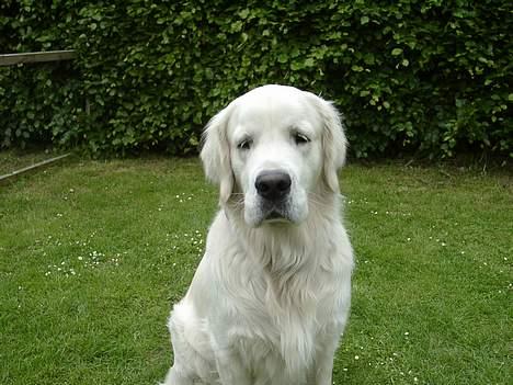 Golden retriever McCartney - søde smukke cartney billede 2