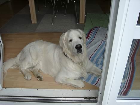 Golden retriever McCartney - Cartney i døren. billede 3