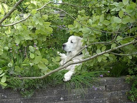 Golden retriever McCartney - Min jungle hund billede 4