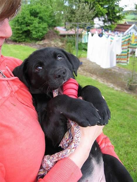 Labrador retriever Daisy billede 1