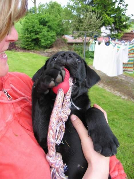 Labrador retriever Daisy billede 2