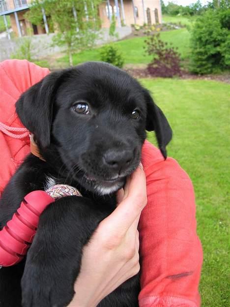 Labrador retriever Daisy billede 3