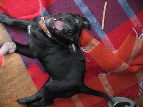 Labrador retriever Daisy billede 4