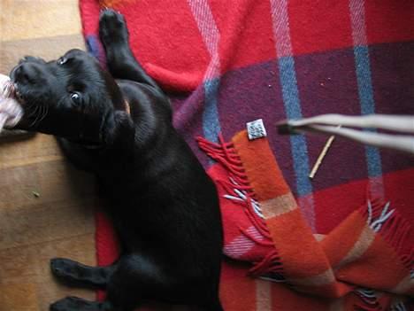 Labrador retriever Daisy billede 5