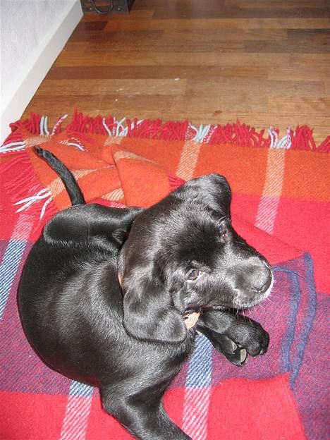 Labrador retriever Daisy billede 6