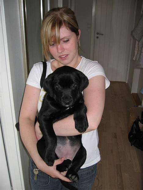 Labrador retriever Daisy billede 7