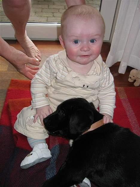 Labrador retriever Daisy billede 8