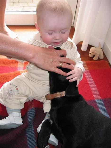 Labrador retriever Daisy billede 9