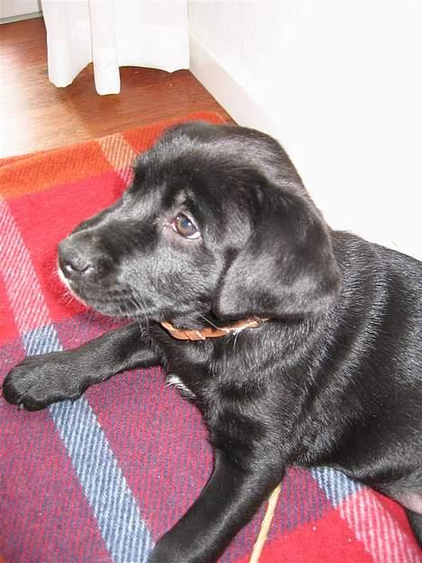Labrador retriever Daisy billede 10