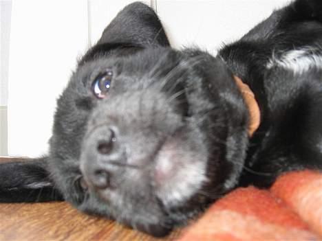 Labrador retriever Daisy billede 11