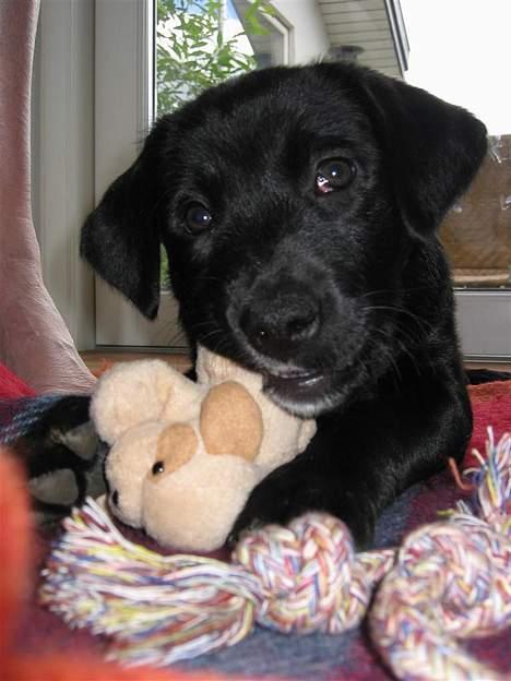 Labrador retriever Daisy billede 12
