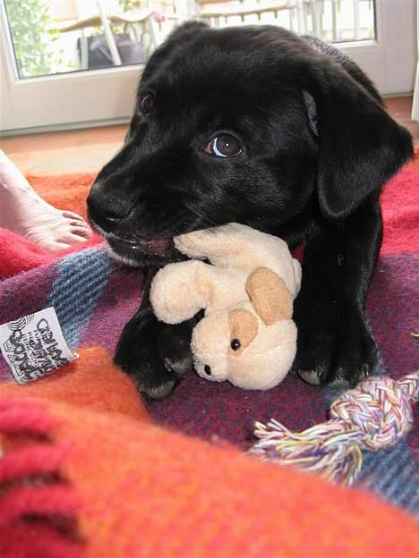 Labrador retriever Daisy billede 13