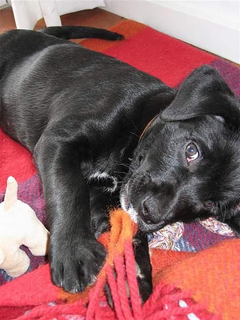 Labrador retriever Daisy billede 14