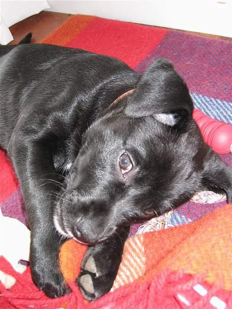 Labrador retriever Daisy billede 15