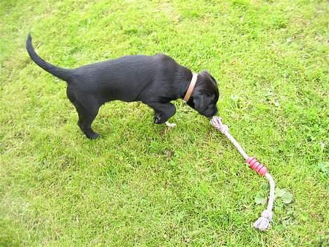 Labrador retriever Daisy billede 16