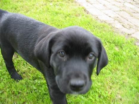 Labrador retriever Daisy billede 17