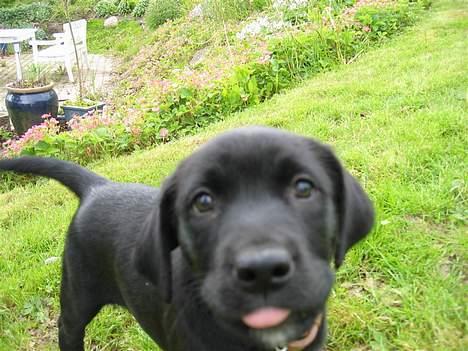 Labrador retriever Daisy billede 18