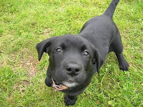 Labrador retriever Daisy billede 19