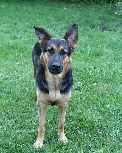 Schæferhund Rolfe - Rolfe i haven.. Hun har det med at løfte den ene side af læben lidt hvis der er noget hun vil opnå eller have medlidenhed... Hvad mon hun ville have her :o) billede 1