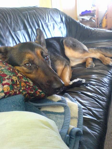 Schæferhund Rolfe - Og så er man lige vågnet fra den dejlige søvn fordi en eller anden fandt på at tage et billed... Hvad bilder vi os da også ind at vække hende. billede 2