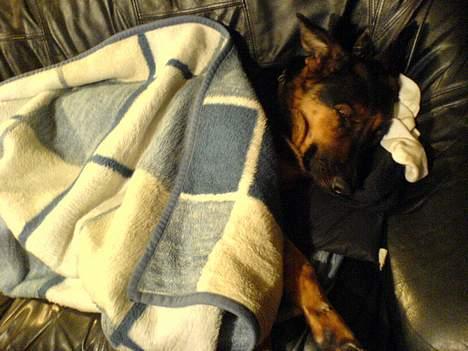 Schæferhund Rolfe billede 3