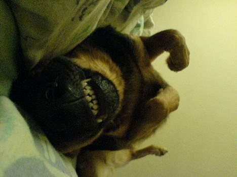 Schæferhund Rolfe - MAn har vel lov til at drømme at man er en stor farlig hund billede 4