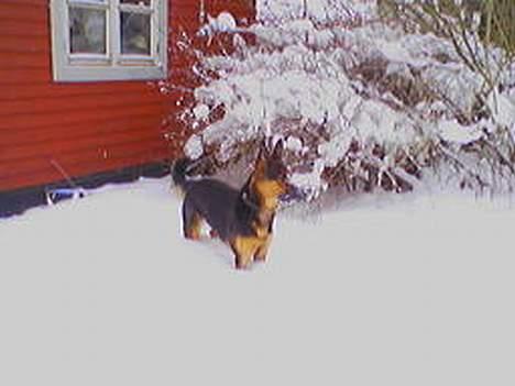 Schæferhund Rolfe - Uha da... Så kom der vist lige lidt sne i nat... billede 5