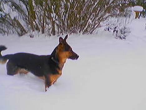 Schæferhund Rolfe - Hov... Nu synker jeg da vist snart hvis jeg går længere... billede 6