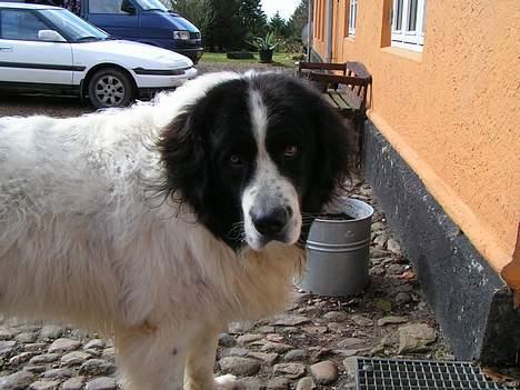 Landseer Sebastian vom Heidenberg billede 6