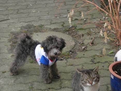 Dværgpuddel Ruth billede 5